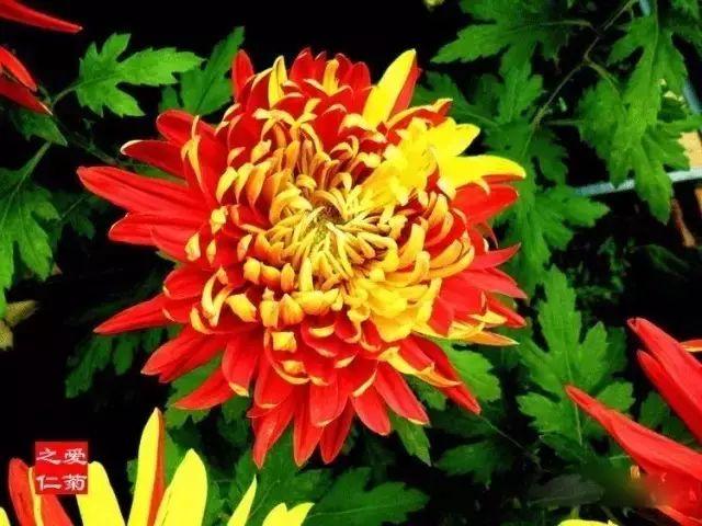 世界最美菊花80种太美了，金秋十月赏菊花——世界最美菊花80种送给您