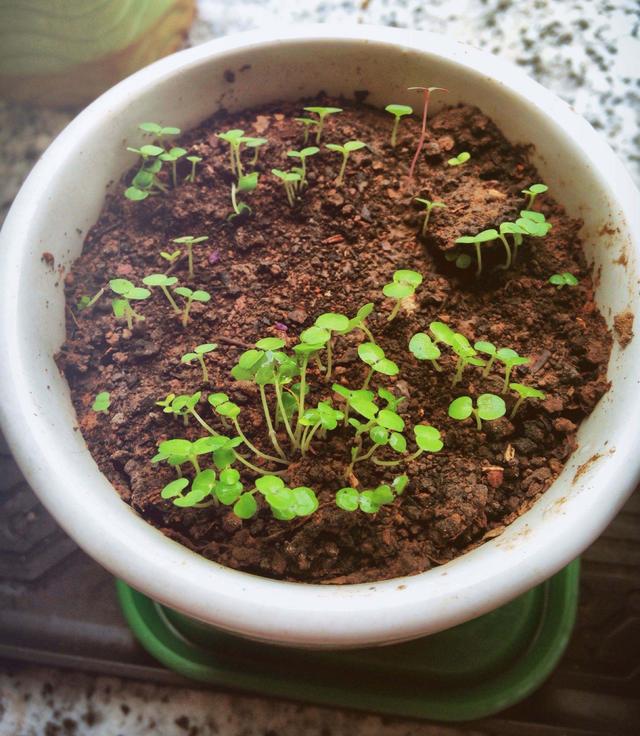 薄荷苗怎么移植，薄荷苗怎么移栽（春秋撒下种子）