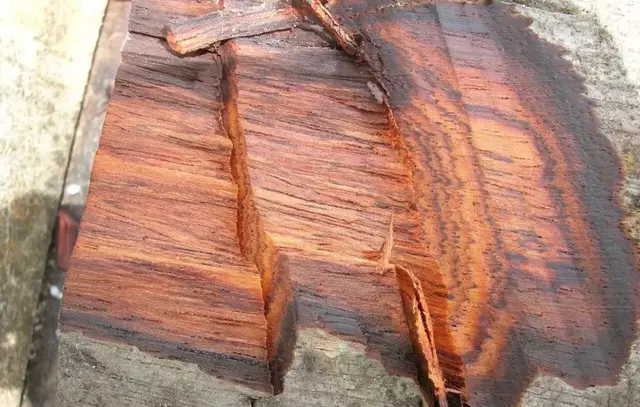 缅甸花枝是红木吗，缅甸花枝是红木吗值钱吗（18种濒危管制红木木种盘点）