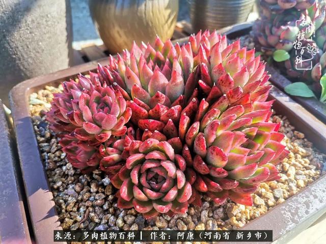 2021九·一八事变是多少周年，2021年是九一八事变的几周年（献给2021最好的春天）