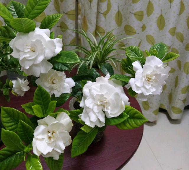 水培栀子花黄叶什么原因，水培栀子花黄叶什么原因造成的（才一周底部老叶就全部发黄了）