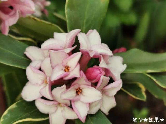 香草兰花怎么养，香兰草怎么种植（屋里养盆“香水花”）