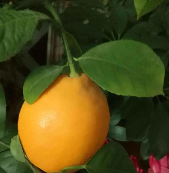 香草兰花怎么养，香兰草怎么种植（屋里养盆“香水花”）