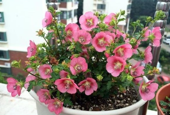 请问一下小木槿的种植方法，盆栽小木槿的养殖方法（养\