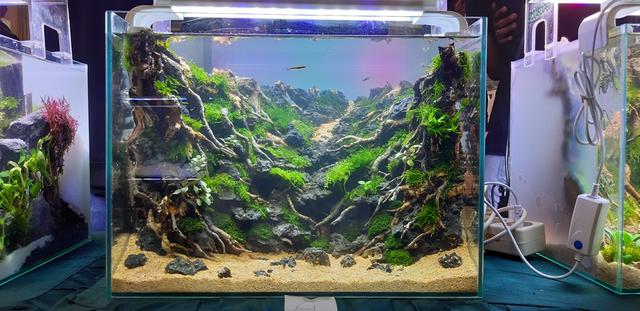 水草造景教程，简单水草造景图片（鱼缸造景比赛作品欣赏）