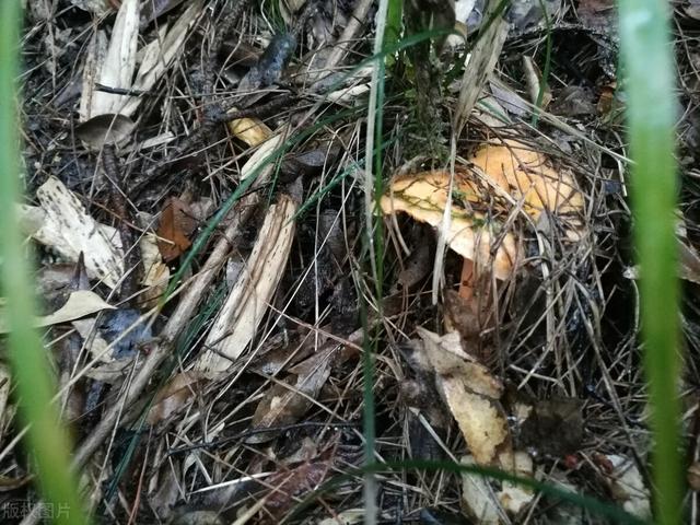 松树菇的功效与作用，松树菇的功效与作用是什么（江西丘陵山区的清明菇）