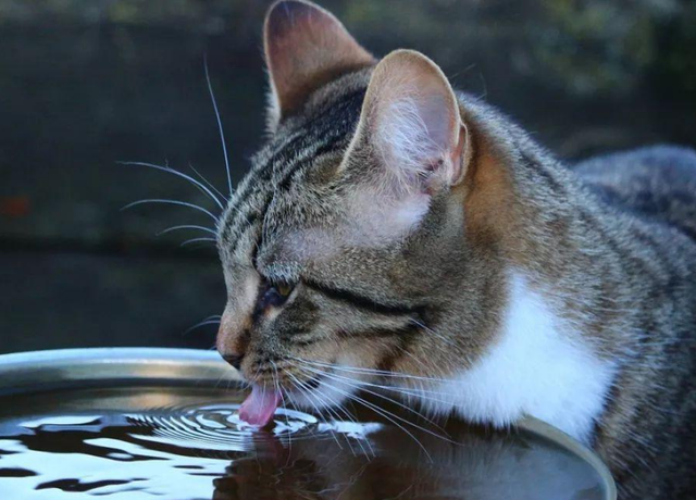 猫咪上火的症状，幼猫上火是什么症状（不用慌，教你降火小妙招）