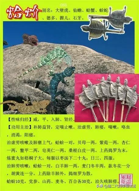 常见中草药图谱，中草药经典图谱（让你知道常用药都长啥样）