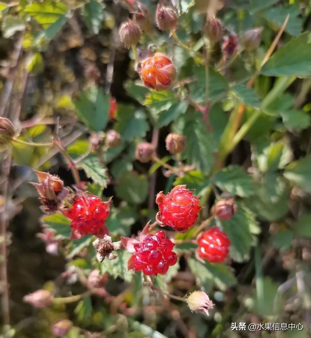 醋柳果的功效与作用，醋柳果的功效与作用及禁忌（国内有哪些小众特色水果）