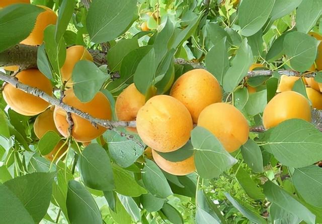 大同特产，世界上最好的羊，看看都在哪（大同特产有什么可以送礼的）