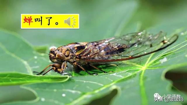 形容闪电的词语，描写闪电的四字词语（二年级下册语文课文16《雷雨》图文详解及同步练习）