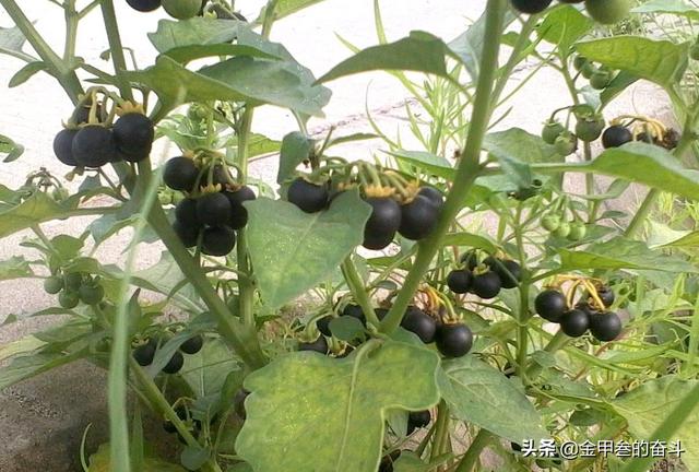 稠李，稠李树，盘点东北独有的野生水果（稠李树图片大全）