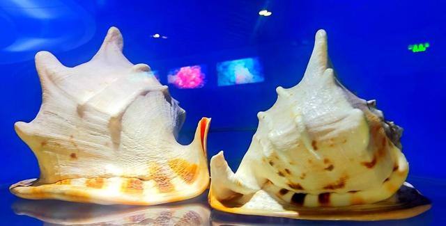 唐冠螺（帝王唐冠螺，四大名螺之唐冠螺（天然唐冠螺贵吗）