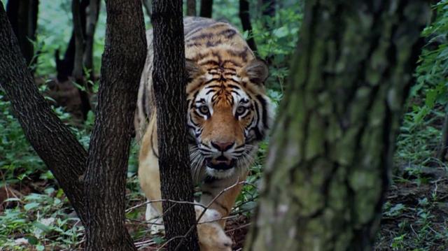 彪真实存在吗，彪到底是什么（东北人常说“你是不是彪”）