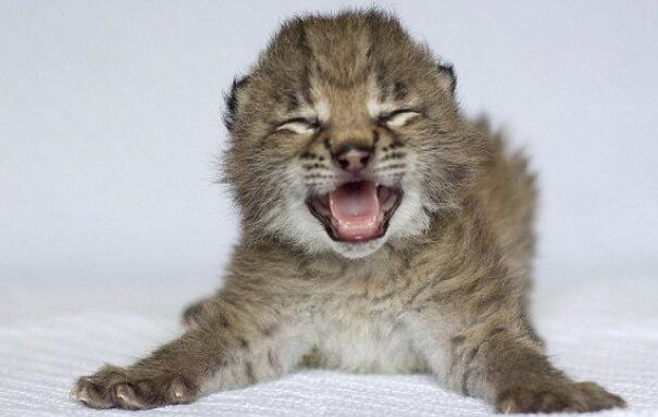 森林里有什么动物，生活在森林里的动物有哪些（就算是狼见了，都要叫“大哥”）