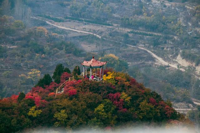满山红叶似彩霞，阿宝歌曲大全（山东最全赏红叶地图来了）