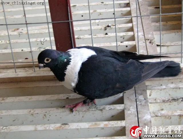 鸽怎么读，鹄怎么读鸿鹄之志（《北京鸽哨》、《明代鸽经·清宫鸽谱》据不完全统计200余种）