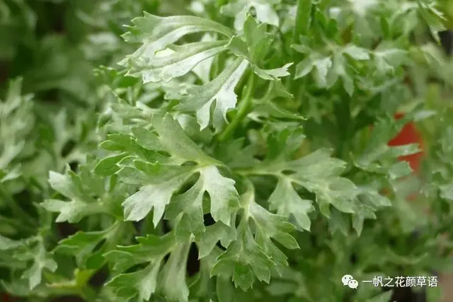 花毛茛，花毛茛<Ranunculus（花毛茛的花语）