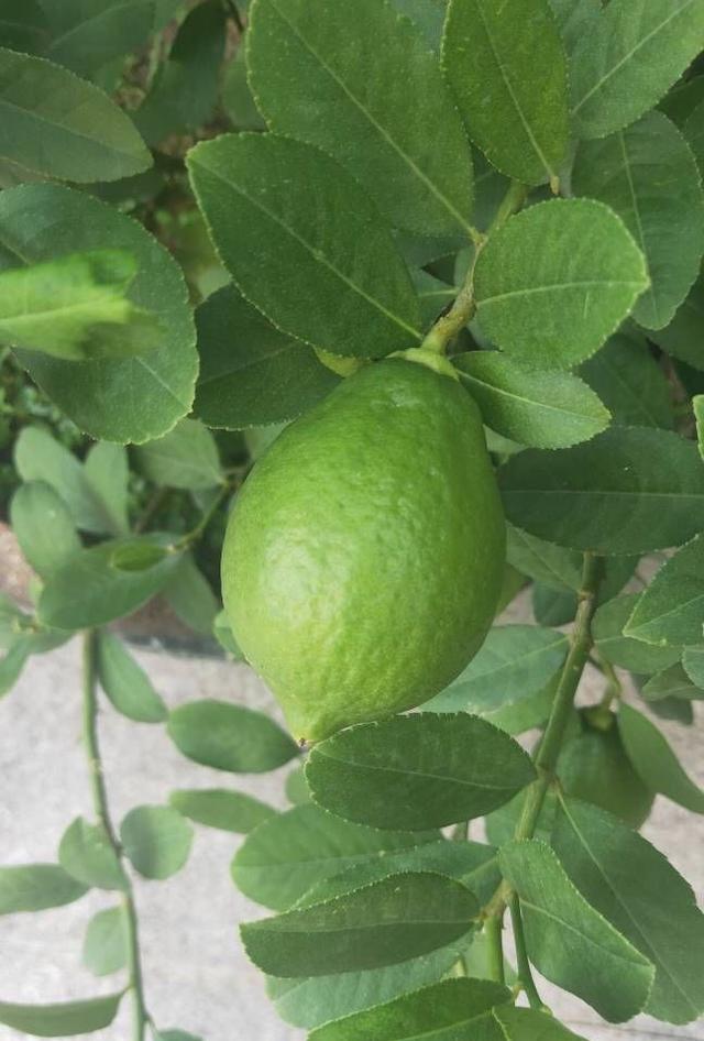 庭院适合种的果树有哪些 庭院种什么果树风水好又旺财，庭院适合种的果树有哪些（院子里养4种果树）