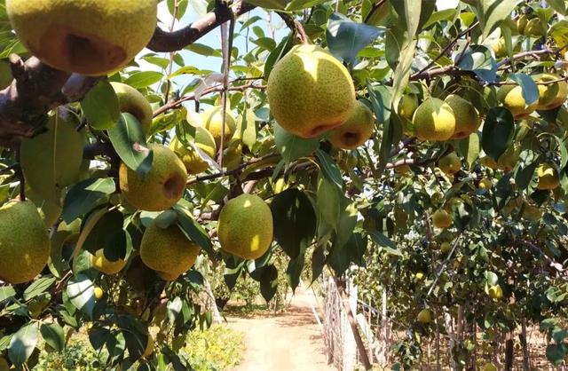 鸭梨是哪里的特产，鸭梨是哪里的特产梨（请认准这8个产地）