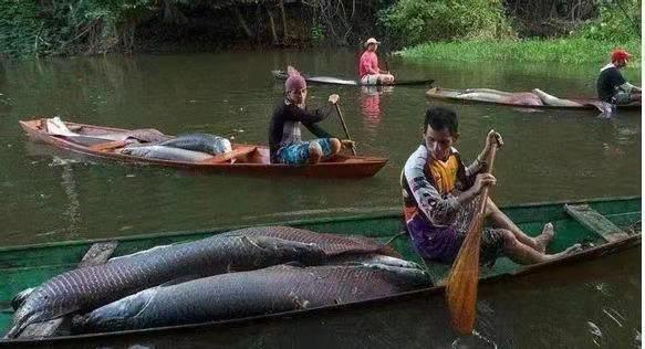 巨骨舌鱼可以养吗，巨骨舌鱼好养吗（从一亿年前游来的观赏鱼）