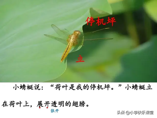 一什么荷叶一什么凉伞，荷叶是小雨的凉伞（小学部编版一年级下册语文课文13《荷叶圆圆》图文解读+知识点）