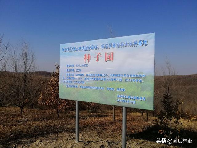 山上最硬小杂木，经济效益可与杉木媲美的硬杂木——麻栎