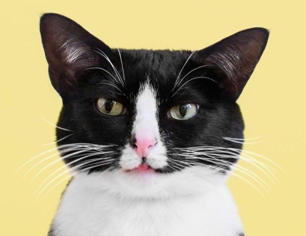 小猫的特点，猫有这几个特点（小猫的特点30字）