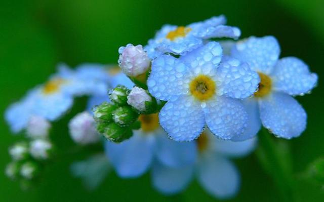 勿忘我花语，勿忘草中永恒爱（勿忘我鲜花图片）