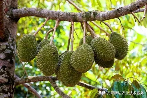 榴莲硬的怎么变软，为什么有的还不好吃