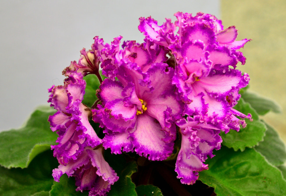 非洲紫罗兰怎么养开花(非洲紫罗兰花怎么养家庭养法) - 农业 - 爱宁