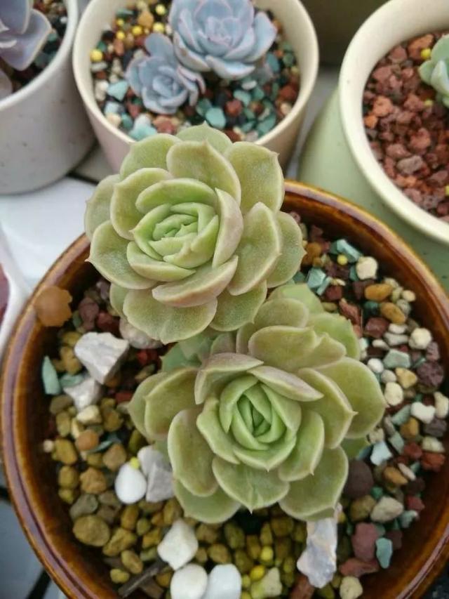 红唇多肉如何养，红唇多肉怎么养出多头（阳台党一样可以养出漂亮的多肉）