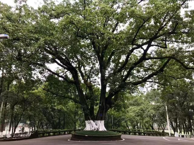 黄葛树和黄桷树的区别，黄葛树（黄葛树图片）