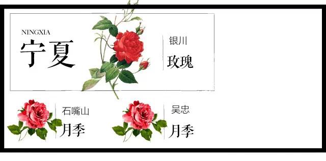 城市的市花有哪些花，关于全国各城市市花及意义