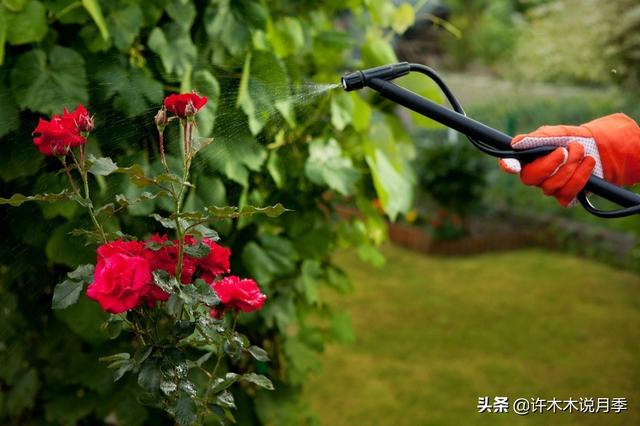 月季常见病虫害及防治方法，月季的病虫害防治（十二种月季常见病害防治教程）