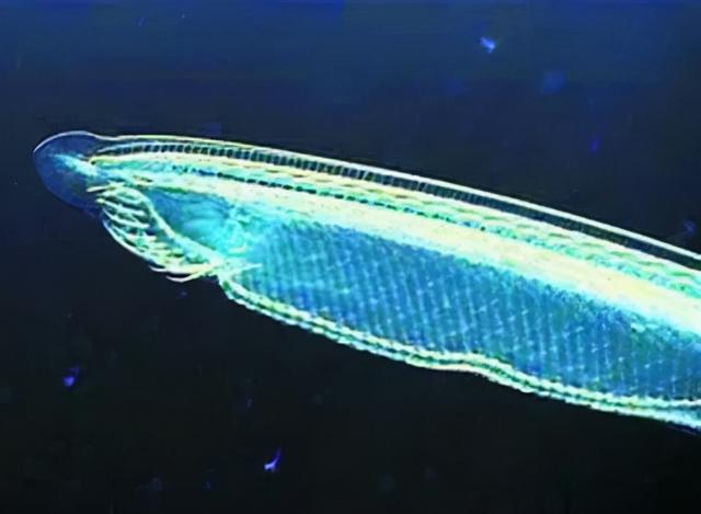 宇宙进化系统，为什么只有人类进化出高度发达的大脑