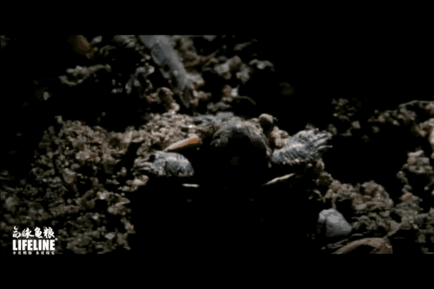 东锦龟怎样饲养，东锦龟的养殖（龟界传说级别的抗冻神仙）