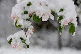 陕西洛川苹果有几种颜色，红富士苹果就选陕西洛川