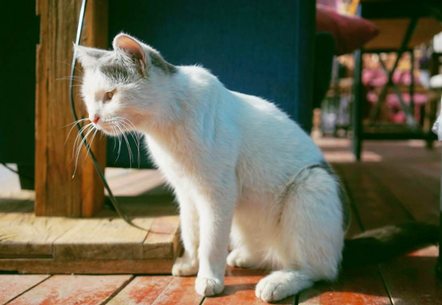 猫一岁相当于人的几岁，猫的一岁相当于人的几岁（附上最新年龄对照表）