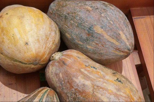 南瓜怎么切开急，南瓜怎么切开急冻了（老菜农教我一招）