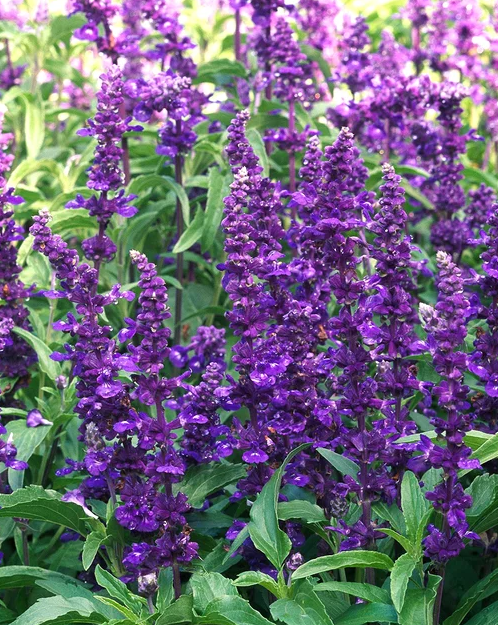 蓝花鼠尾草有几个品种，蓝花鼠尾草有几个品种图片（18种漂亮的鼠尾草）