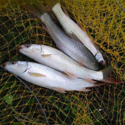 麦鲮鱼入侵中国