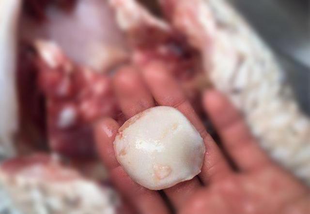 河蚌怎么养出珍珠，河蚌能不能产珍珠（河鲜嘴里的两种“宝”）