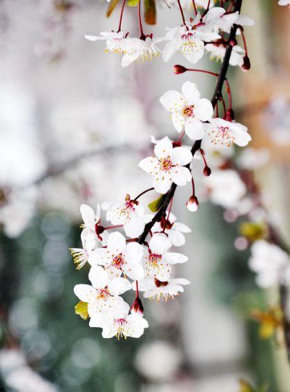 关于李子花的诗句，关于李子花的诗句经典（李花怒放一树白）