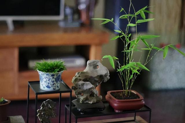 孝顺竹介绍,孝顺竹图片大全(这几种竹子做成盆景养在室内)