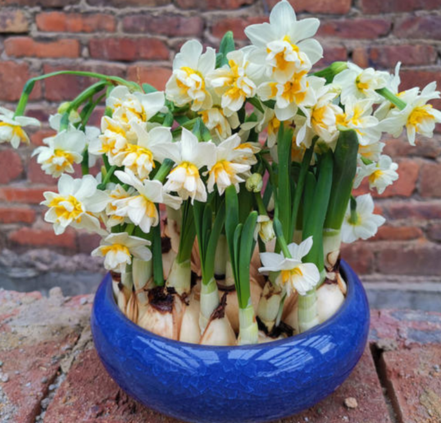冬季是栽培水仙花的季节,好多人都会去买水仙花的种球去栽培,但是买到
