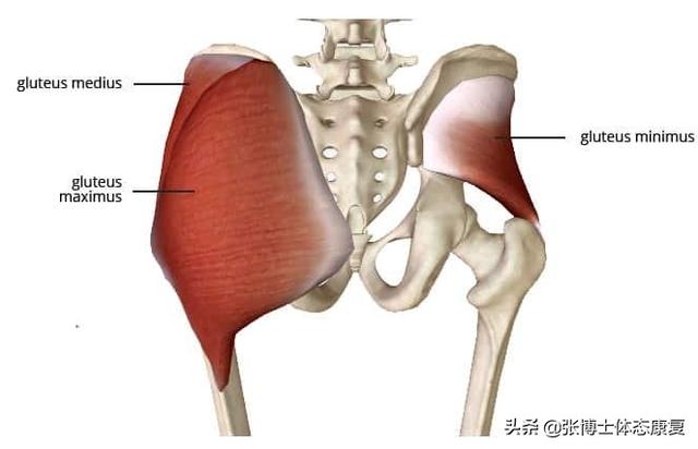 臀中肌的三种训练方法图解，臀中肌的松解与训练方法