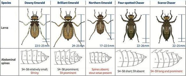 蜻蜓的特点是什么，蜻蜓的特点是什么技能（蜻蜓的特点是什么）