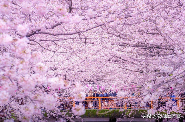 中国樱花有几个品种，中国樱花树品种（这81种樱花）