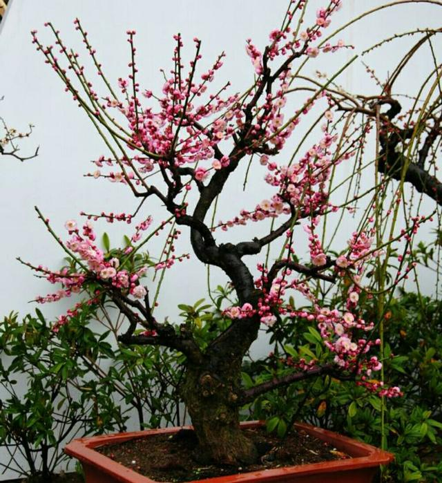 梅花的功效与作用，梅花喝了有什么好处（养在家里尽显主人品位）